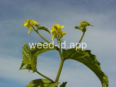 mustard, wild
