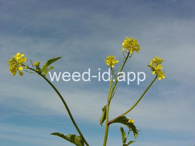 mustard, wild