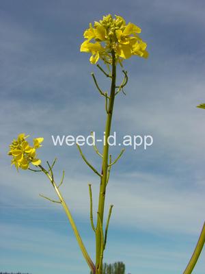 mustard, wild