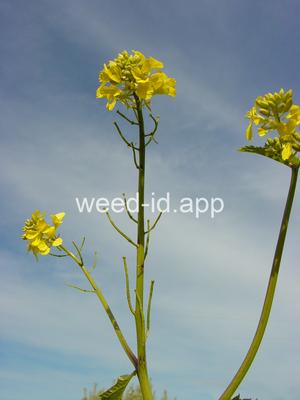 mustard, wild