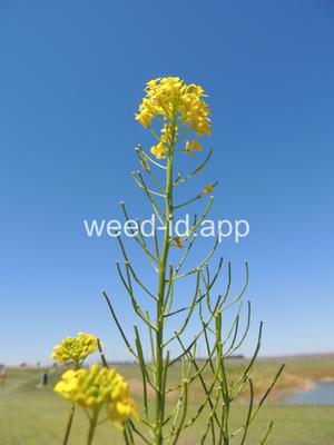 mustard, tall hedge