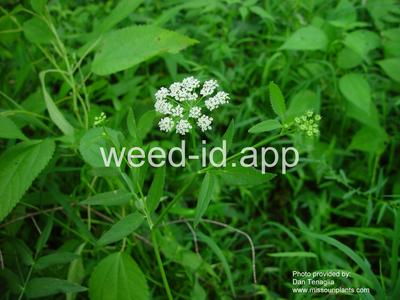 waterparsnip