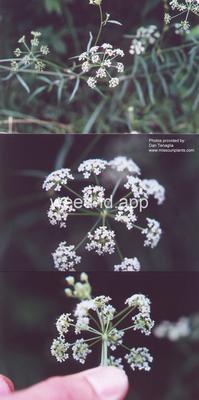 waterparsnip