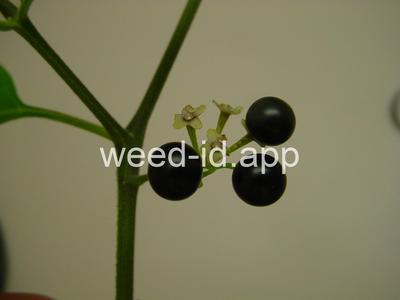 nightshade, American black