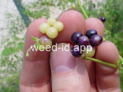 nightshade, American black