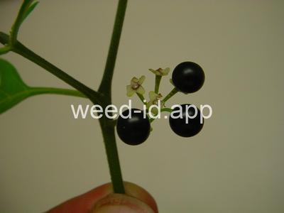 nightshade, American black