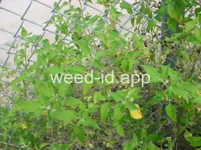 nightshade, American black