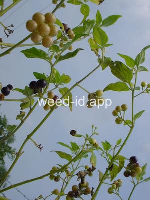 nightshade, American black