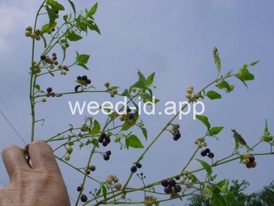 nightshade, American black