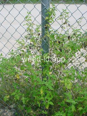 nightshade, American black