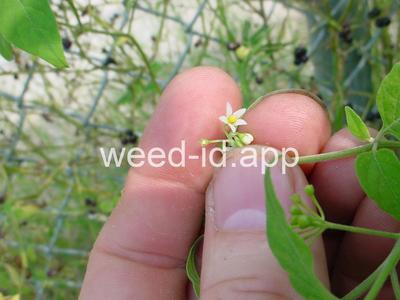 nightshade, American black