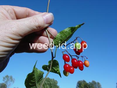 nightshade, bittersweet