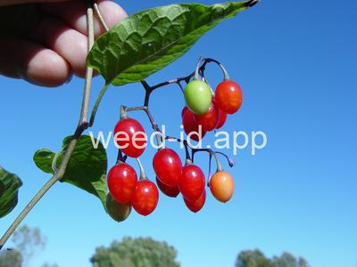 nightshade, bittersweet