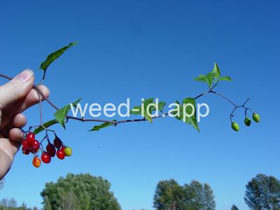 nightshade, bittersweet