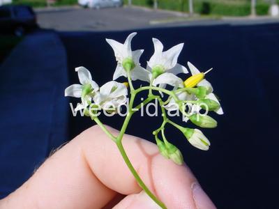 nightshade, bittersweet