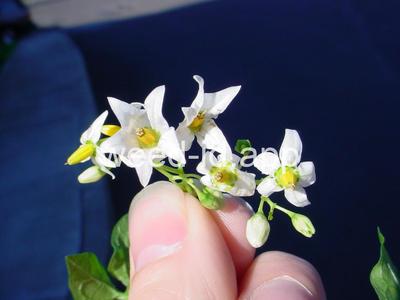 nightshade, bittersweet