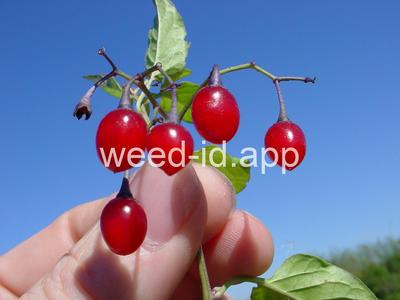 nightshade, bittersweet