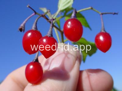 nightshade, bittersweet