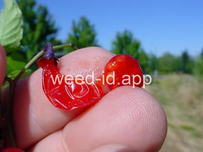 nightshade, bittersweet