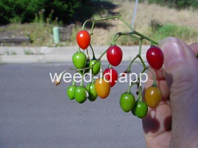 nightshade, bittersweet