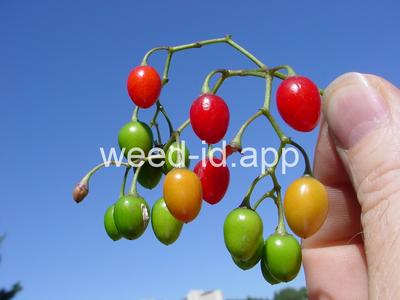 nightshade, bittersweet