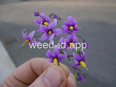 nightshade, bittersweet