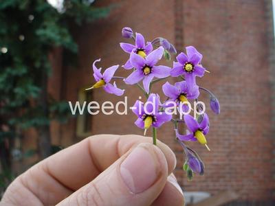 nightshade, bittersweet