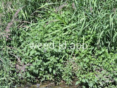 nightshade, bittersweet