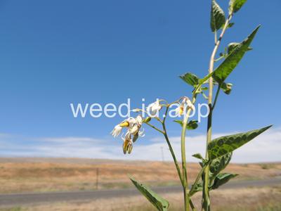 nightshade, bittersweet