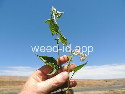 nightshade, bittersweet