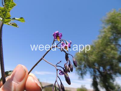 nightshade, bittersweet