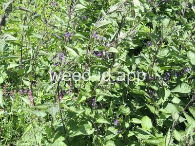 nightshade, bittersweet