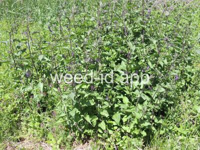 nightshade, bittersweet