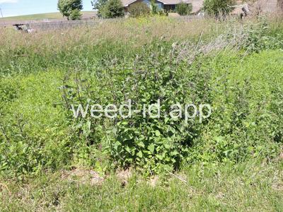 nightshade, bittersweet