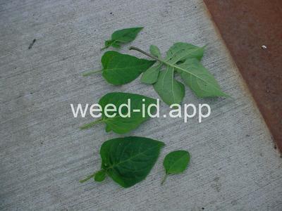 nightshade, bittersweet