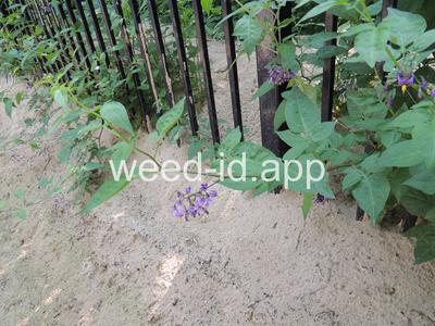 nightshade, bittersweet