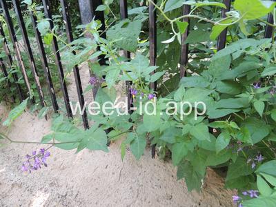 nightshade, bittersweet