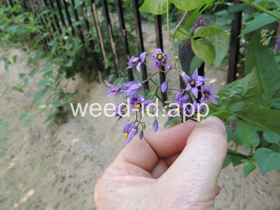 nightshade, bittersweet