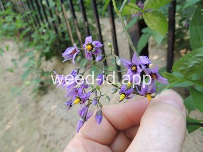 nightshade, bittersweet