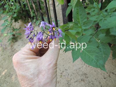 nightshade, bittersweet