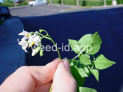 nightshade, bittersweet