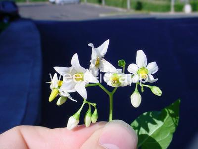 nightshade, bittersweet