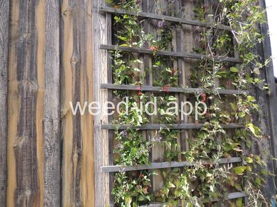 nightshade, bittersweet