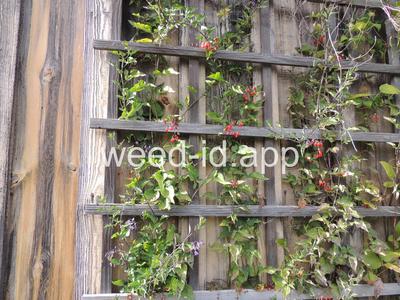 nightshade, bittersweet