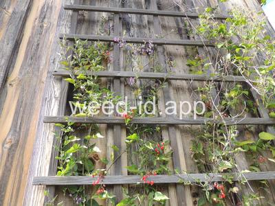 nightshade, bittersweet