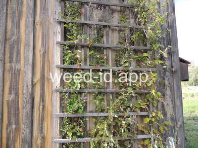 nightshade, bittersweet