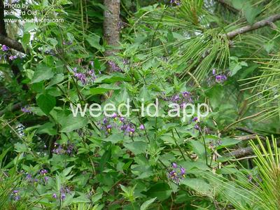 nightshade, bittersweet