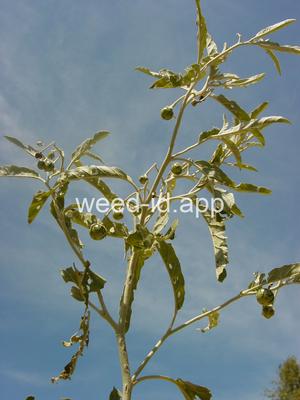 nightshade, silverleaf