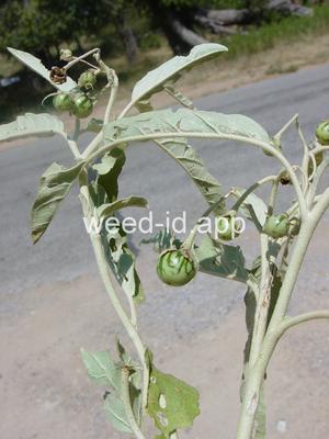 nightshade, silverleaf