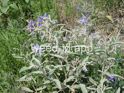 nightshade, silverleaf